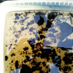 Dieselbakterier från dieseltanken.